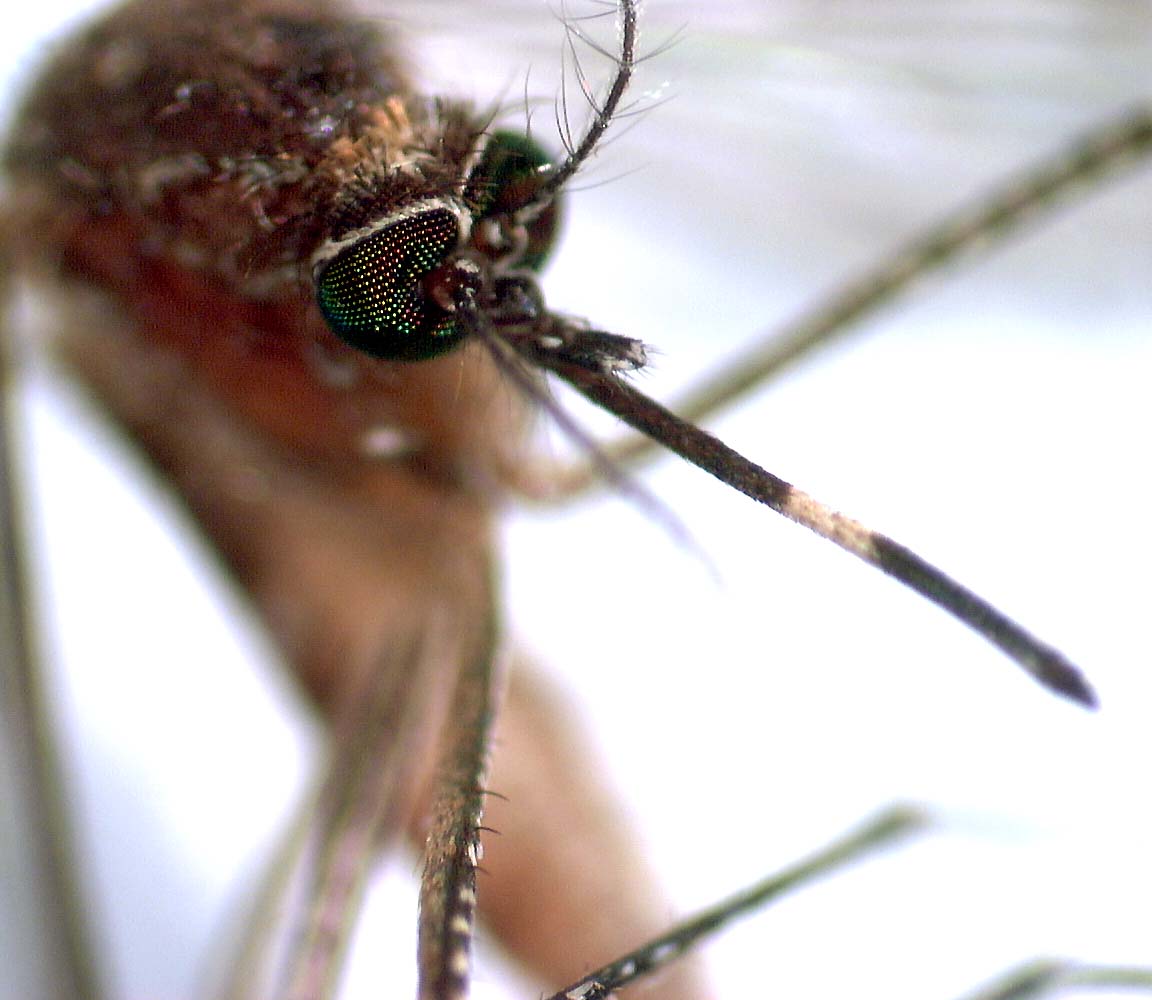 mitos tentang nyamuk